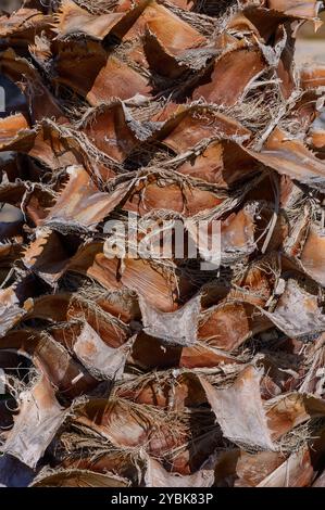 The rough, intricate textures of a palm tree trunk are highlighted by the sunlight, revealing the natural beauty and patterns of the bark in a tropica Stock Photo