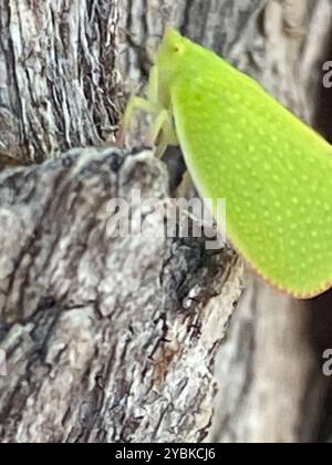 Torpedo Bug (Siphanta acuta) Insecta Stock Photo - Alamy