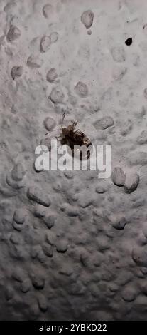 Pear Lace Bug (Stephanitis pyri) Insecta Stock Photo - Alamy