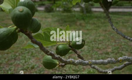 Close-up of ripening figs on a leafy tree branch in a garden in puglia, italy, highlighting the lush green landscape and rural outdoor setting. Stock Photo