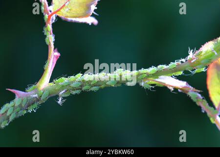 Close up of aphids on rose petals. Stock Photo