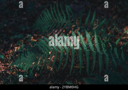 Fern in forest. Texture of green fern leaves, high quality clear macro shots. Blurred background Stock Photo