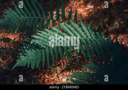 Fern bush on dry grass. Shadows on green fern leaves, high quality macro shots. Blurred background Stock Photo