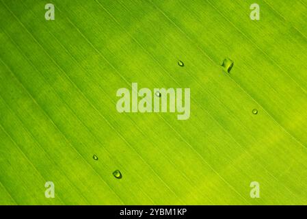 Water drops on a banana Leaf detail, lines and  texture Stock Photo