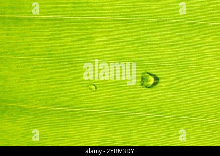 Water drops on a banana Leaf detail, lines and  texture Stock Photo