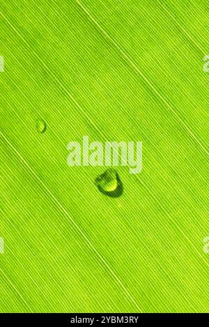 Water drops on a banana Leaf detail, lines and  texture Stock Photo