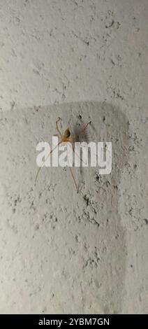 Agrarian Sac Spider (Cheiracanthium inclusum) Arachnida Stock Photo