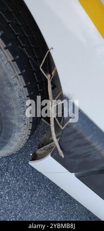 Brazilian Giant Stick Insect (Cladomorphus phyllinus) Insecta Stock Photo