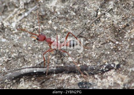 Red Bull Ant (Myrmecia gulosa) Insecta Stock Photo