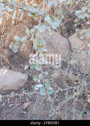 Buckbrush (Ceanothus cuneatus) Plantae Stock Photo