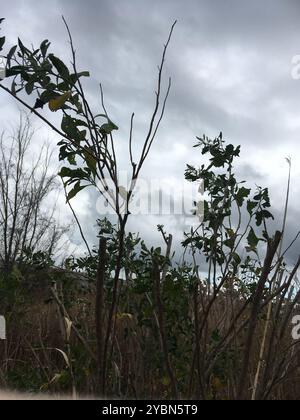 groundsel tree (Baccharis halimifolia) Plantae Stock Photo