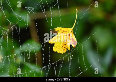 Birch leaf caught on spider's web or cobweb with dew England October Stock Photo