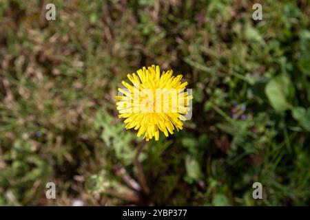 Large plant on a yellow dandelion flower in a lawn in a garden or meadow Stock Photo