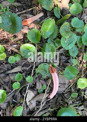 lantern stinkhorn (Lysurus mokusin) Fungi Stock Photo - Alamy