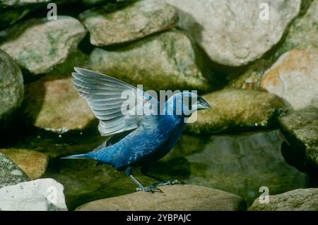 Blue grosebeak, Passerina caerulea, standing in a garden pool with his wings up to dry after a bath, USA Stock Photo