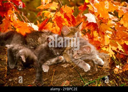 Pile of kittens on log among fall maple leaves, USA Stock Photo
