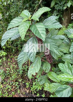 Scratchbush (Urera baccifera) Plantae Stock Photo - Alamy