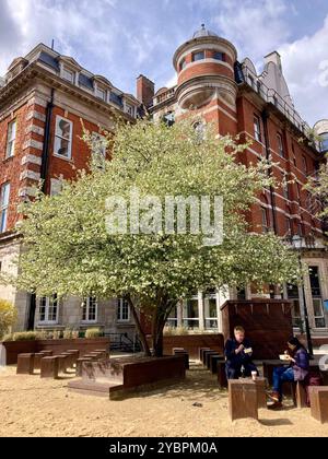 A Japanese Snowbell plant (Styrax japonicus) in memorial garden in front of the Hodgkin building on the campus of Guy's Hospital, London, England, UK Stock Photo