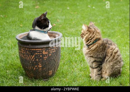 Two cats interact on a green lawn, with one sitting inside a large decorative pot and the other observing, Stock Photo
