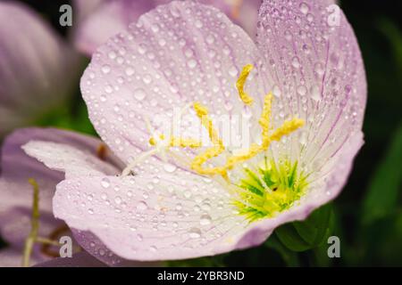 Oenothera speciosa is a species in the evening primrose family known by several common names, including pinkladies, pink evening primrose, showy eveni Stock Photo