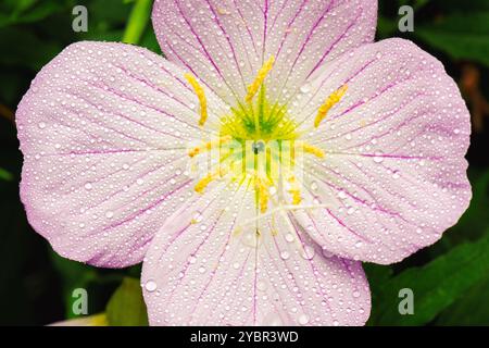 Oenothera speciosa is a species in the evening primrose family known by several common names, including pinkladies, pink evening primrose, showy eveni Stock Photo