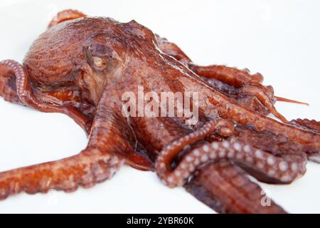 Giant Pacific Octopus out of water Stock Photo