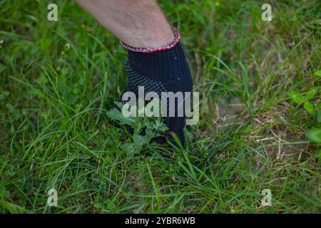 Hand in protective gardening glove pulling weeds from the grass in a garden on a sunny day. Concept of outdoor work and weed control Stock Photo