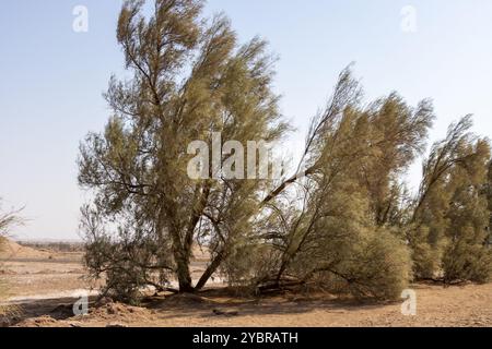 Nebka mounds. A type of sand dune found in the Lut Desert in Iran Stock Photo