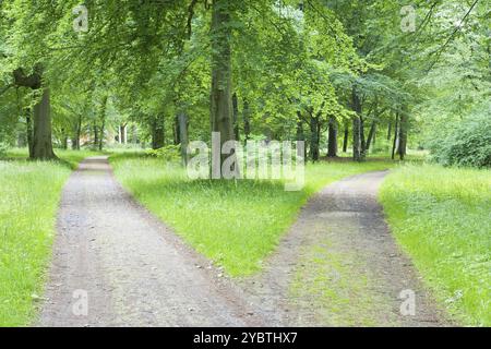 Fork pathway through a wood. In a park Stock Photo