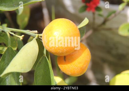 Tongheng oranges on the tree will soon be picked. Stock Photo