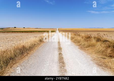 Dirt road through huge grain fields in the morning in summertime. Burgos, Spain, Europe Stock Photo