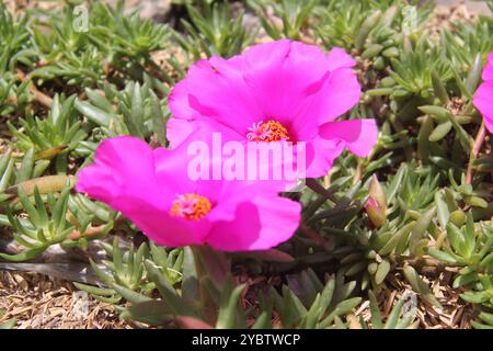 Pink moss rose (Portulaca grandiflora) Stock Photo