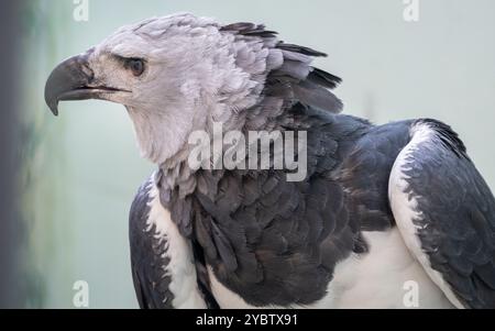 Close up of a Harpy Eagle Stock Photo