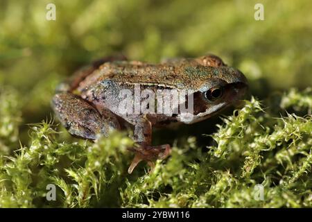 Common Frog Rana temporaria - froglet Stock Photo