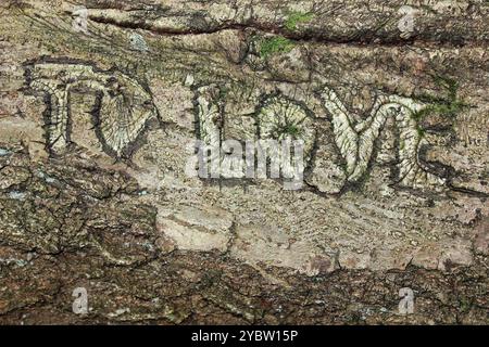 'To Love' Carved into a Tree Trunk at Dibbinsdale Nature Reserve, Spital, Wirral, UK Stock Photo