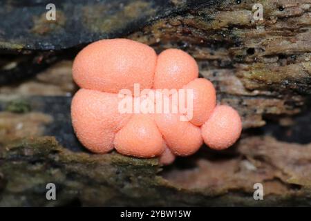 Wolf's Milk Slime Mould - Lycogala epidendrum Stock Photo