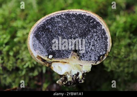 Common Earthball Scleroderma citrinum cross-sectioned to show black gleba spore mass Stock Photo