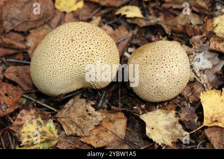 Common Earthball Scleroderma citrinum Stock Photo