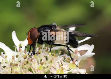 Great Pied Hoverfly a.k.a. Pellucid Fly - Volucella pellucens Stock Photo