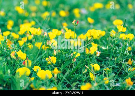 Yellow Flowers on Meadow. Stock Photo