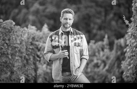 bearded harvester with scissors in vineyard farm, summer harvest Stock Photo