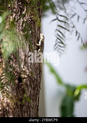 Green Chameleon climbing on a tree Stock Photo