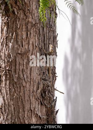 Green Chameleon climbing on a tree Stock Photo