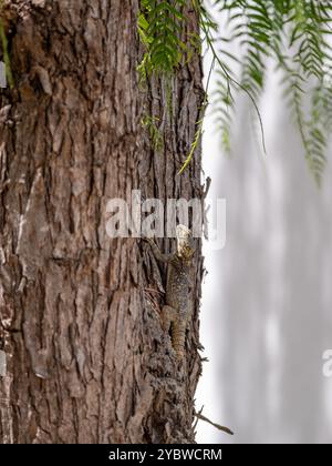 Green Chameleon climbing on a tree Stock Photo