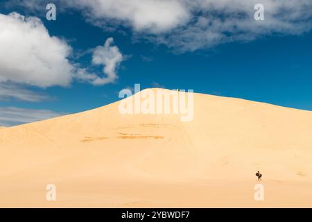 Sandboarding on Giant Sand Dunes near Cape Reinga in the northern most part of New Zealand (North Island, New Zealand) Stock Photo