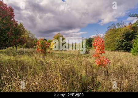New planted trees with leaves displaying colours of Autumn Stock Photo