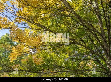 Backlit tree and leaves on sunny autumn day with blue skies . Stock Photo