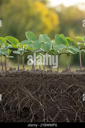 Fresh green bean plants with roots Stock Photo - Alamy