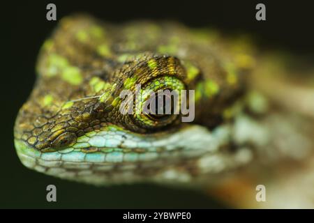 A macro photograph of a yellow-mouthed japalura lizard's eye, capturing its intricate details and vibrant colors. The large, round eye is surrounded b Stock Photo