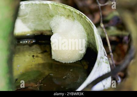 A Taipei tree frog foam nest. The white, frothy egg mass is floating in a small, still body of water. This unique breeding behavior is essential for t Stock Photo